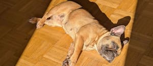 Por qué los perros no tienen que dormir en el suelo, según una veterinaria