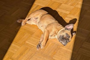 Por qué los perros no tienen que dormir en el suelo, según una veterinaria