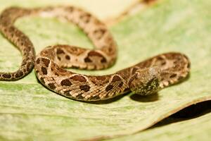 Una mujer fue mordida por una serpiente en un complejo residencial de La Barra y murió