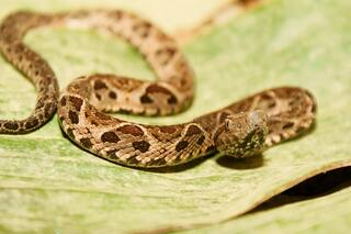 Una mujer fue mordida por una serpiente en un complejo residencial de La Barra y murió