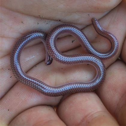 La víbora más pequeña de Texas es la Serpiente Ciega y es completamente inofensiva