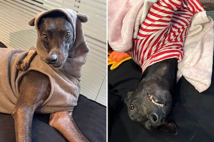La vida de la galga cambió completamente; hoy vive llena de amor y hasta tiene diferentes abrigos para usar cuando hace mucho frío (Foto: @soytrufaok)