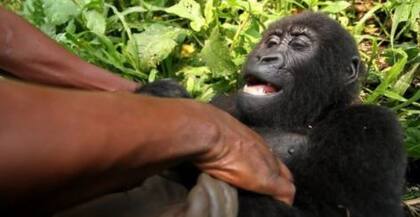 La vida de la gorila de montaña en el Parque Nacional Virunga