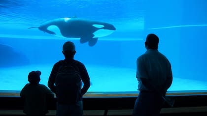 La vida en cautiverio es dura pero después de muchos años, pocas lograrían sobrevivir en el mar