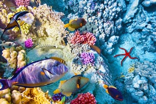 ¿Cuánto sabés sobre la fauna marina?