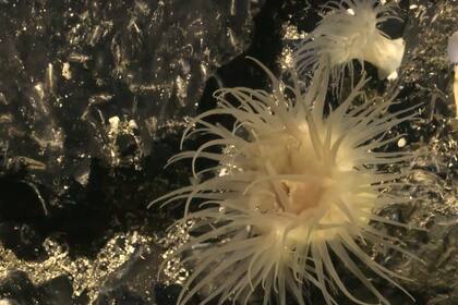 "La vida puede prosperar en lugares insospechados", afirmaron las científicas. (Schmidt Ocean Institute)