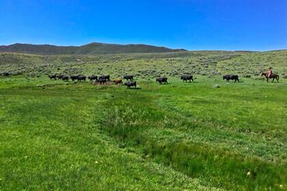 La vida salvaje en Three Springs Ranch es inminente
