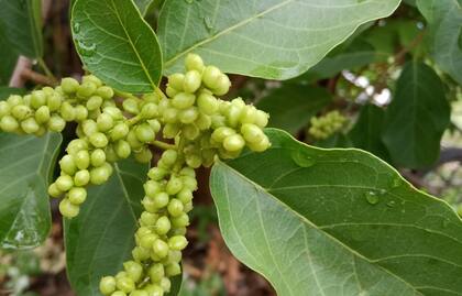 La vidanga es una hierba que ayuda a desinflamar el organismo y que se consume en suplementos