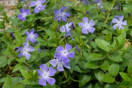 La vinca, un caballito de batalla florido