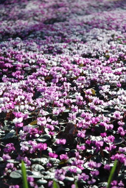 La violeta de los Alpes es un tipo de planta que crece en lugares frescos y soporta temperaturas bajas