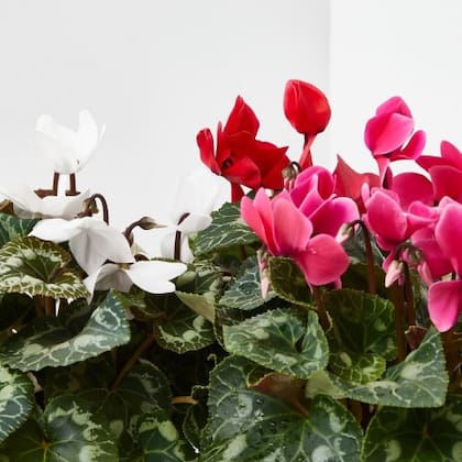 La violeta de los Alpes se destaca brotar en otoño y ofrecer una gran variedad de colores