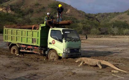 La viralización de una foto del encuentro entre obreros y un dragón de Komodo en las obras del parque despertó preocupación global por el destino de estos lagartos.