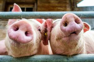 Alarma en Brasil por una nueva cepa de gripe porcina con potencial pandémico