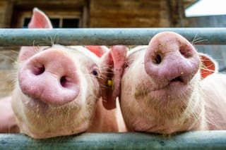 Alarma en Brasil por una nueva cepa de gripe porcina con potencial pandémico