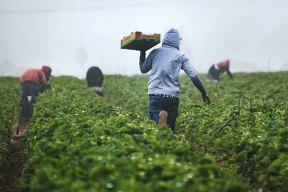 La visa H-2A es para rabajadores agrícolas temporales