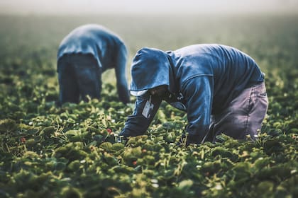 La visa H-2A está destinada a trabajadores agrícolas temporales, mientras que la H-2B se otorga para ocupaciones no agrícolas