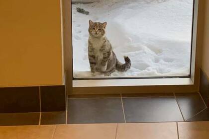 Adoptar una nueva mascota puede ser una opción para las personas de Piscis