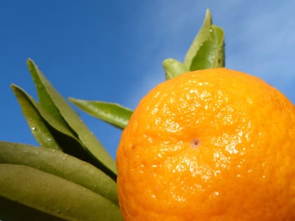 La vitamina C de los cítricos es vital para la reconstrucción ósea