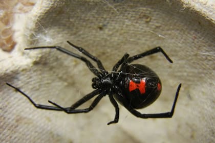 La viuda negra es fácilmente reconocible por su color negro brillante y la marca roja en forma de reloj de arena en la parte inferior de su abdomen (Nationalgeographic)