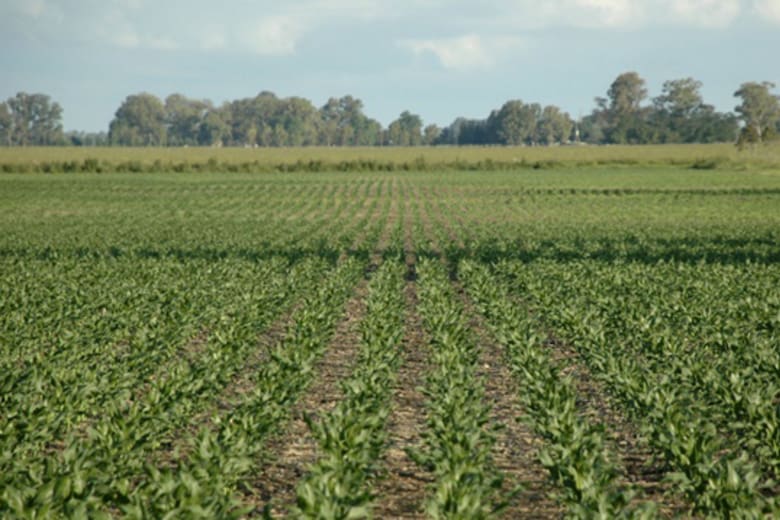 La compraventa de campos agrícolas repunta: aumento de precios y confianza renovada