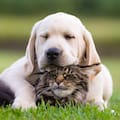 La Ciudad lanzó una web para reportar mascotas perdidas, adoptar perros y gatos y acceder a servicios veterinarios