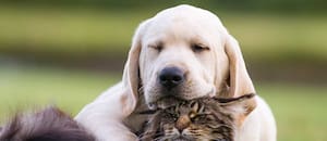 La Ciudad lanzó una web para reportar mascotas perdidas, adoptar perros y gatos y acceder a servicios veterinarios