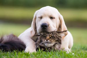 La Ciudad lanzó una web para reportar mascotas perdidas, adoptar perros y gatos y acceder a servicios veterinarios