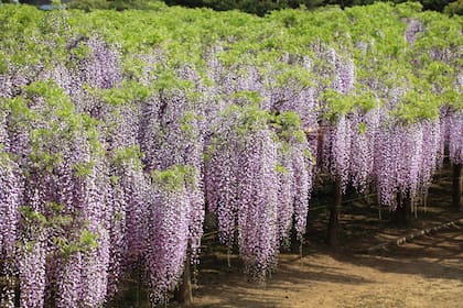 La Wisteria floribunda, originaria de Japón