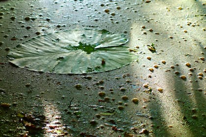 La Wolffia globosa flota en la superficie de aguas con poco movimiento y se reproduce fácilmente