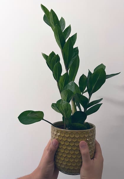 La zamioculca es una planta fácil de conseguir en viveros (Foto: X)