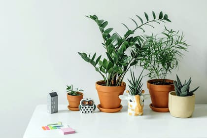 La zamioculca zamiifolia es ideal para los principiantes