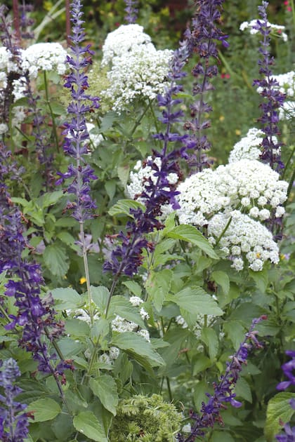 La zanahoria usada aquí como ornamental queda muy bien con la salvia índigo ya que juntas dan esa sensación de cantero silvestre