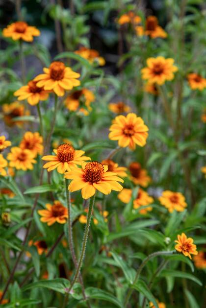 La Zinnia elegans florece durante todo el verano y hasta principios del otoño