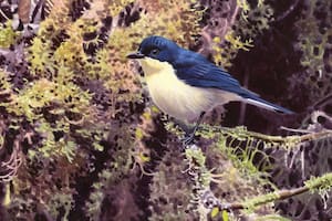 Descubren una especie de ave jamás descripta en los bosques de Nueva Guinea