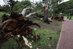 Intenso temporal: se desplomó la temperatura y el viento arrasó con más 30 árboles
