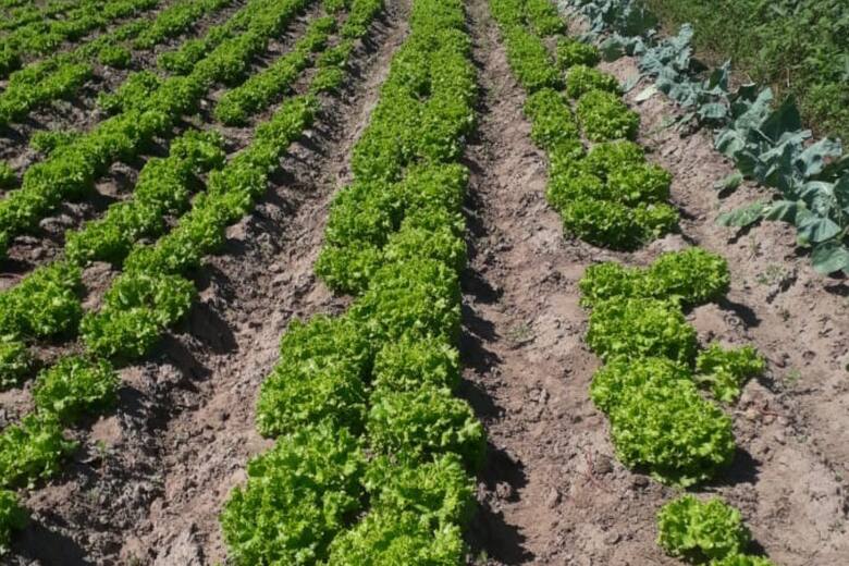 Impacto en el cordón hortícola de Santa Fe: pérdidas de hasta el 40% en la producción de verduras