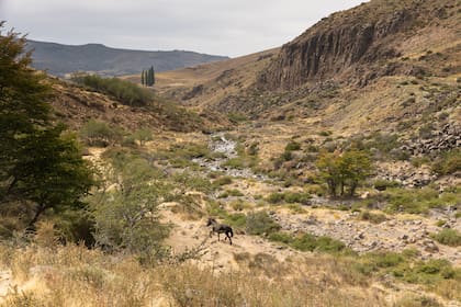 La zona es de transición entre la estepa y el bosque andino patagónico.