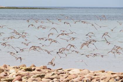 La zona es utilizada por una gran cantidad de especies de aves marinas y costeras que nidifican y descansan en los islotes y el sector intermareal, y se alimentan en los ambientes marinos. Por esta razón, fue declarada Área Importante para la Conservación de las Aves (AICA) por Birdlife International / Aves Argentinas.