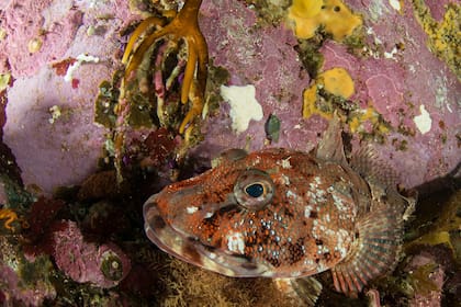 La zona norte de Yaganes presenta fondos de profundidad con una abrupta topografía, un hábitat ideal para especies de macro-invertebrados de profundidad, como corales, gorgonias y esponjas, que a su vez proveen hábitat para invertebrados móviles y peces