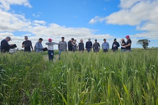 Aprendizajes en la tierra del raigrás y los desafíos que vienen para la agricultura argentina