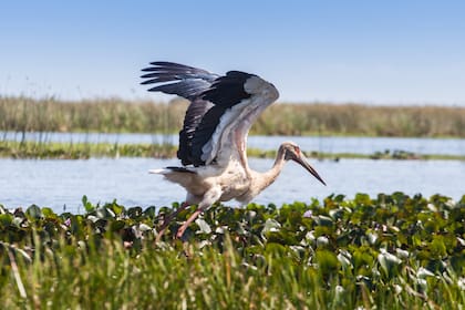 La zona tiene una variedad de aves increíble, como la garza mora