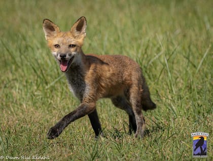 "La zorra mostró una personalidad única durante toda su rehabilitación, y fue evidente el día de su liberación".