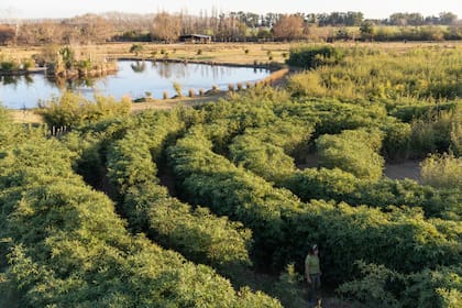 Laberinto y laguna, una combinación que promete una desconexión profunda y una reconexión con la naturaleza.