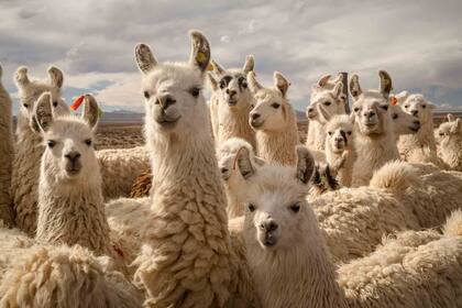 Arreo de llamas en la finca de Santa Catalina.