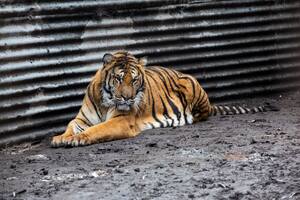Ladrones cruzaron por una jaula de tigres para intentar robar una caja fuerte en un zoológico