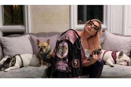 Lady Gaga junto a sus tres perros, dos de los cuales fueron secuestrados y luego recuperados en un confuso episodio que terminó con el paseador internado tras ser baleado