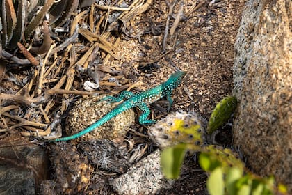 Lagartija fosforescente en Arikok