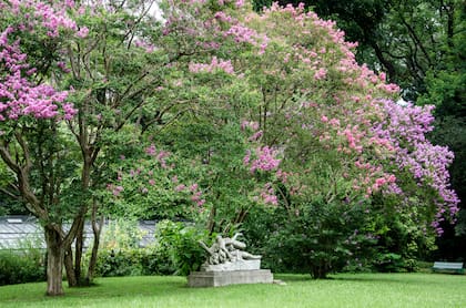Lagerstroemia indica es originario de China, Japón, Indochina y el Himalaya. Esta especie posee cualidades estéticas a lo largo de todo el año.