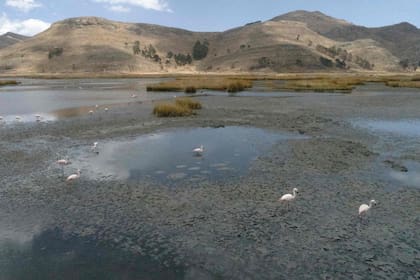 Todo indica que la situación irá empeorando en el lago que comparten Bolivia y Perú