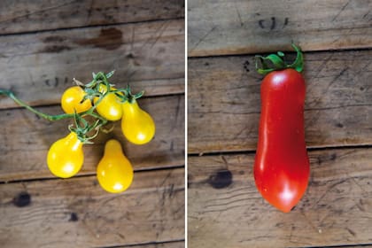 Lágrima de oro, variedad de cherry muy dulce y muy productiva (izquierda). San Marzano, ideal para salsas (derecha).